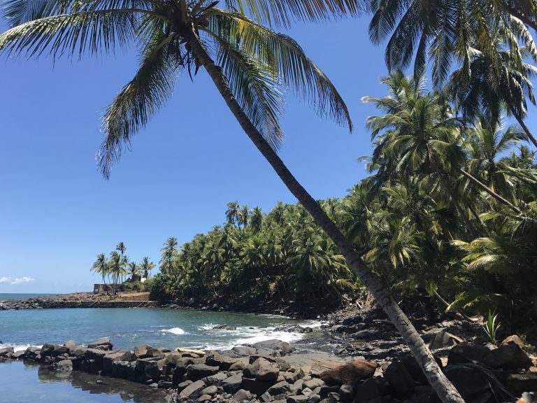 sea palm trees guiana